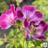 Pelargonium 'Beromunster' - Pelargoon 'Beromunster' P9/0,55L